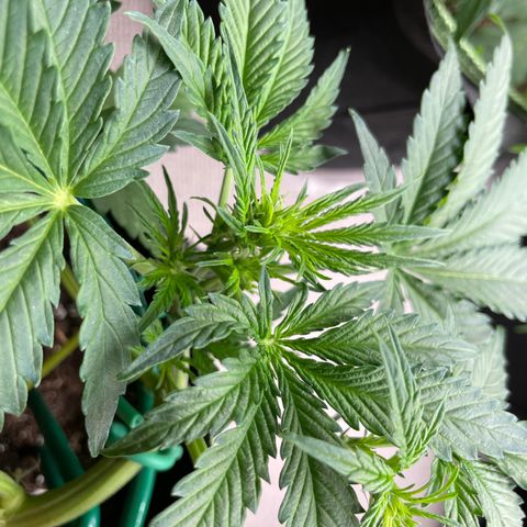 Auto Purple Kush growlog timeline photo