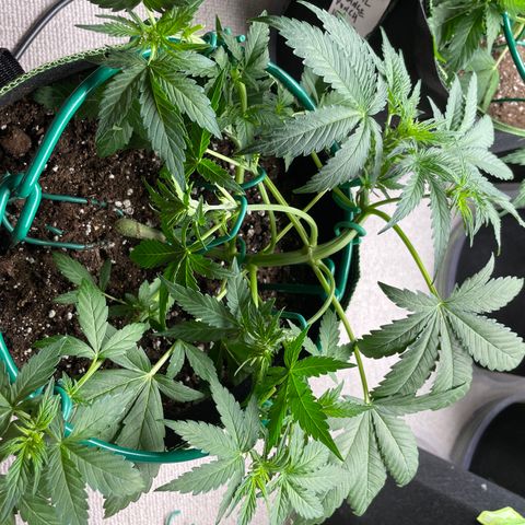 Auto Purple Kush growlog timeline photo