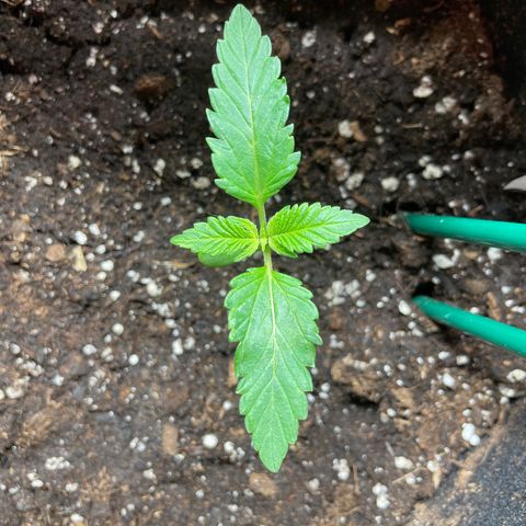 Creme de la Chem growlog timeline photo