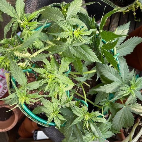 Auto Critical Orange Punch growlog timeline photo