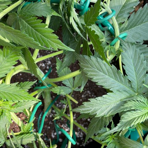 Auto Critical Orange Punch growlog timeline photo