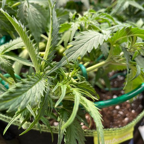 Auto Critical Orange Punch growlog timeline photo