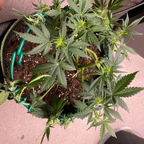 Auto Purple Kush growlog timeline photo