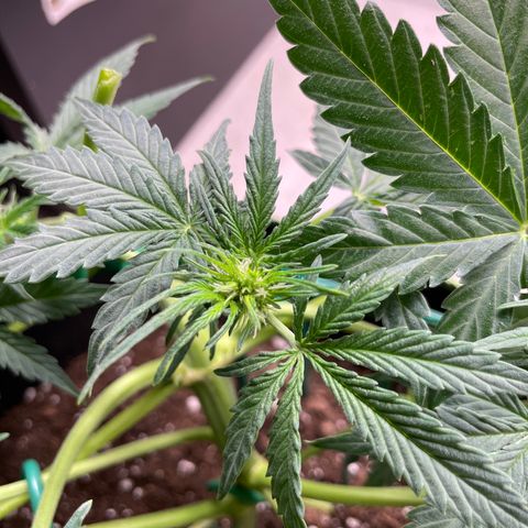 Auto Purple Kush growlog timeline photo