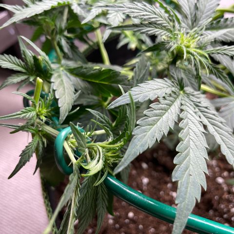 Auto Purple Kush growlog timeline photo