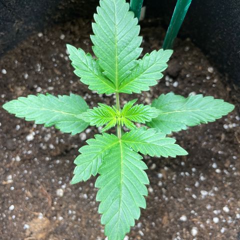 Creme de la Chem growlog timeline photo