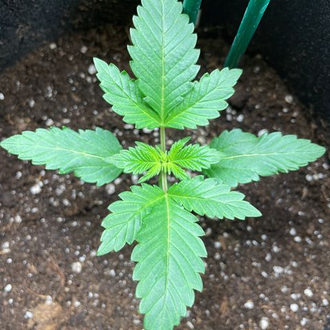 Creme de la Chem growlog timeline photo