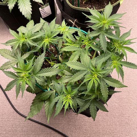 Auto Critical Orange Punch growlog timeline photo