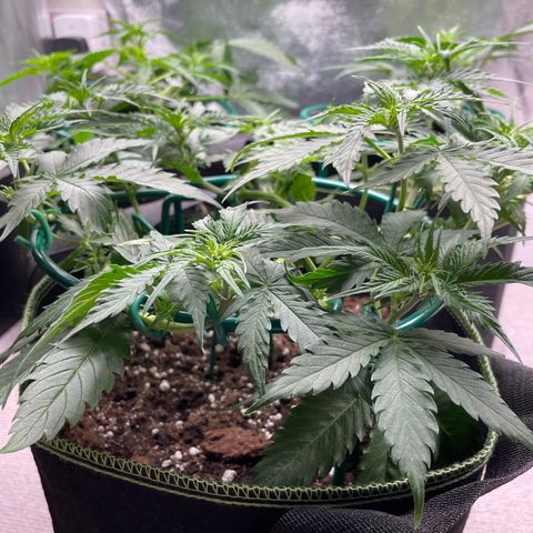 Auto Critical Orange Punch growlog timeline photo