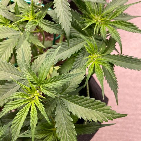 Auto Critical Orange Punch growlog timeline photo