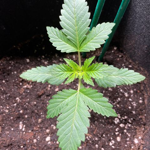 Creme de la Chem growlog timeline photo