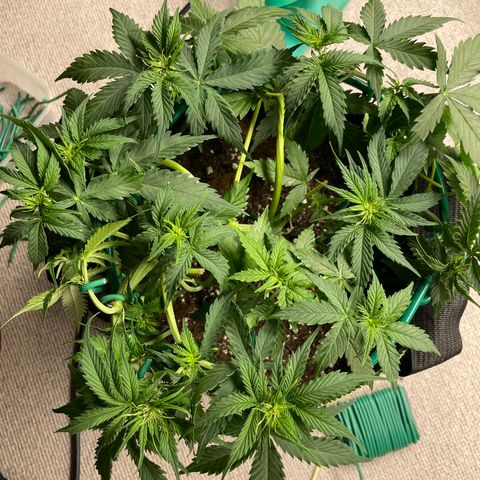 Auto Critical Orange Punch growlog timeline photo