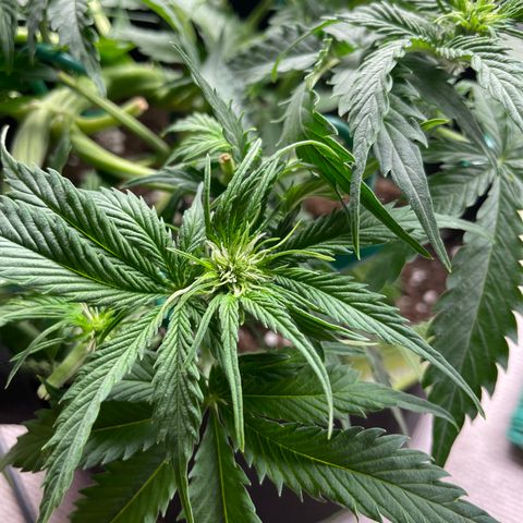 Auto Critical Orange Punch growlog timeline photo