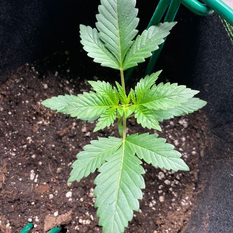Creme de la Chem growlog timeline photo