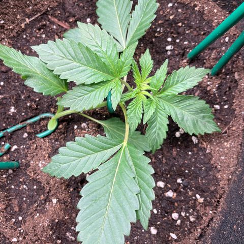 Creme de la Chem growlog timeline photo