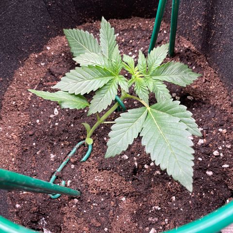 Creme de la Chem growlog timeline photo