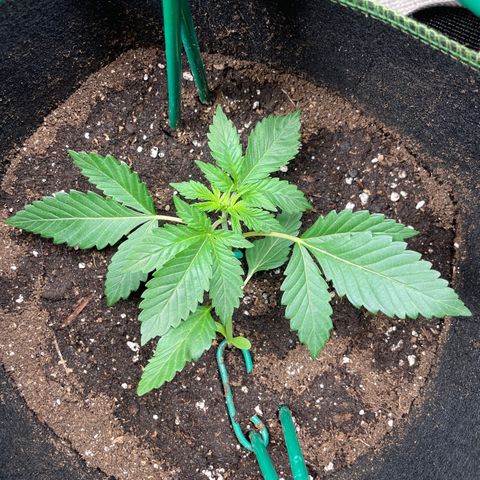 Creme de la Chem growlog timeline photo