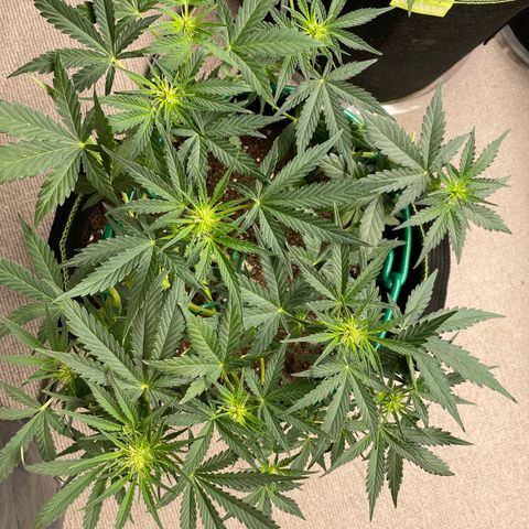 Auto Purple Kush growlog timeline photo