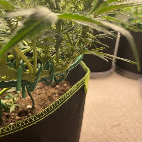 Auto Purple Kush growlog timeline photo
