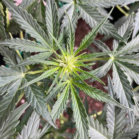 Auto Purple Kush growlog timeline photo