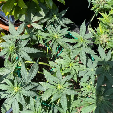 Auto Critical Orange Punch growlog timeline photo