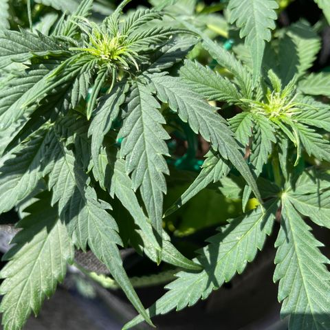 Auto Critical Orange Punch growlog timeline photo