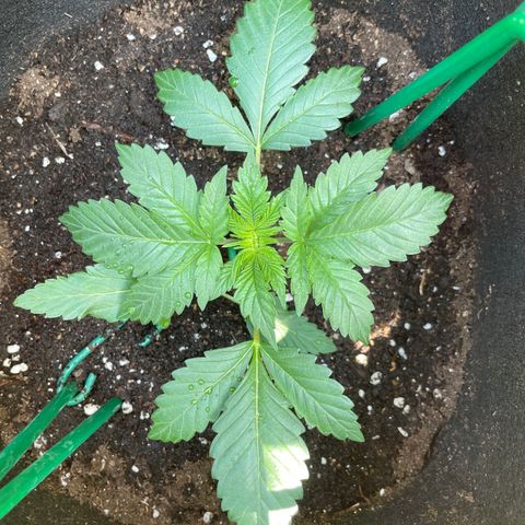 Creme de la Chem growlog timeline photo