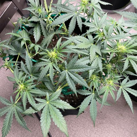 Auto Purple Kush growlog timeline photo