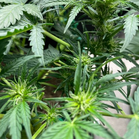 Auto Purple Kush growlog timeline photo