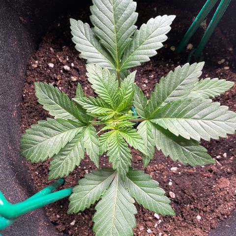 Creme de la Chem growlog timeline photo