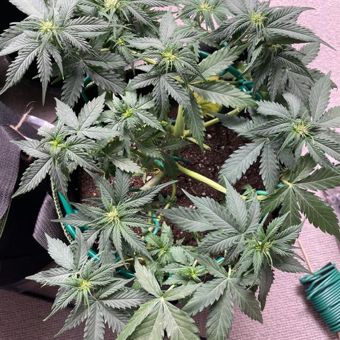 Auto Critical Orange Punch growlog timeline photo