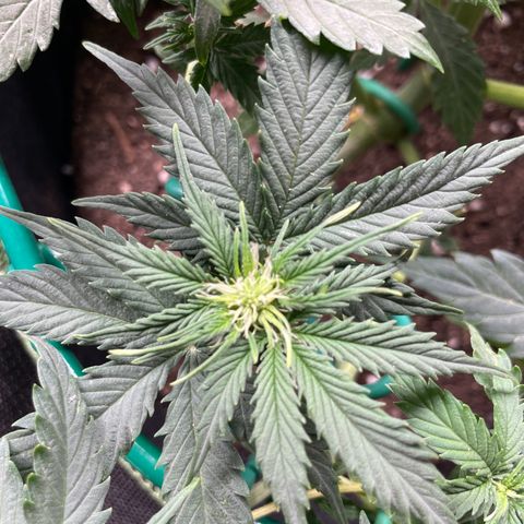 Auto Critical Orange Punch growlog timeline photo