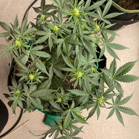 Auto Purple Kush growlog timeline photo
