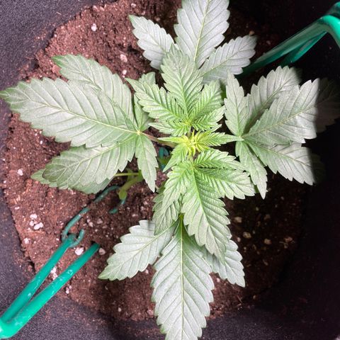 Creme de la Chem growlog timeline photo