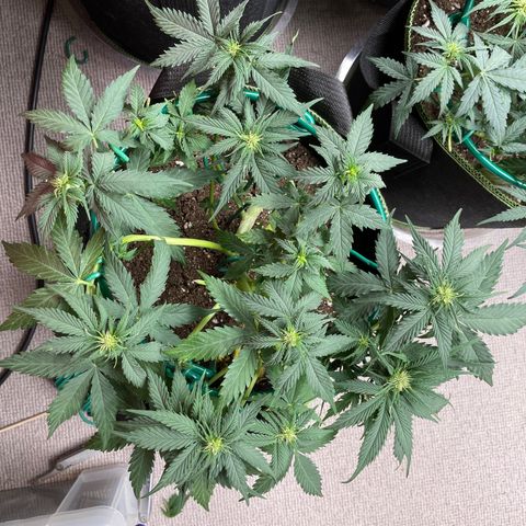 Auto Critical Orange Punch growlog timeline photo