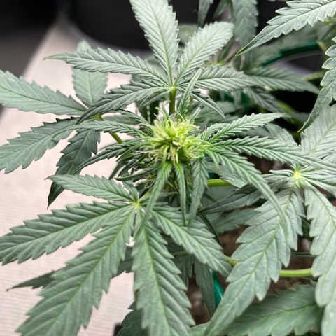 Auto Purple Kush growlog timeline photo