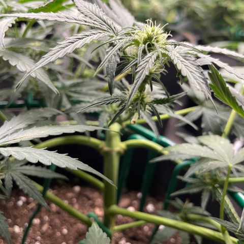 Auto Purple Kush growlog timeline photo