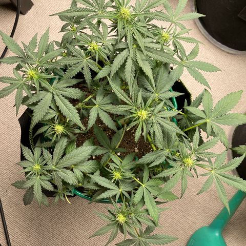 Auto Purple Kush growlog timeline photo