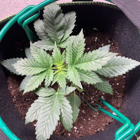 Creme de la Chem growlog timeline photo