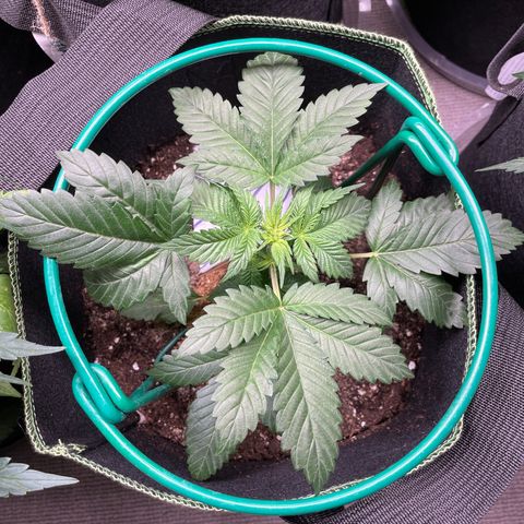 Creme de la Chem growlog timeline photo