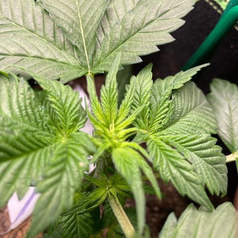 Creme de la Chem growlog timeline photo