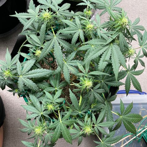 Auto Purple Kush growlog timeline photo