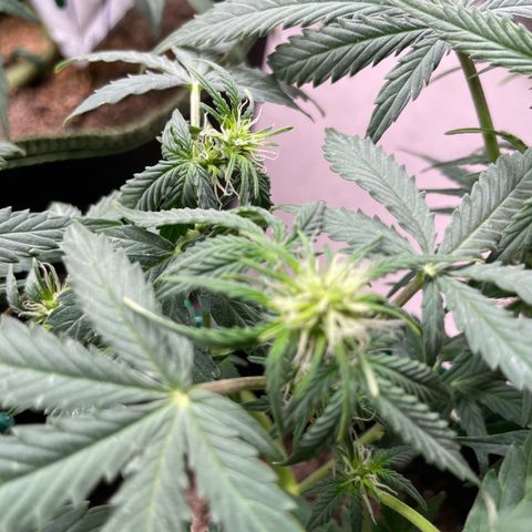 Auto Purple Kush growlog timeline photo