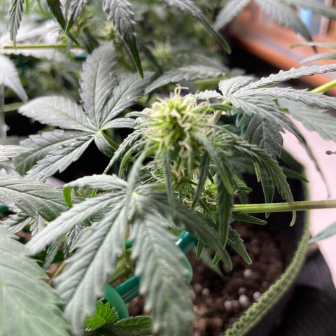 Auto Purple Kush growlog timeline photo