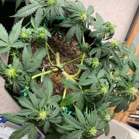 Auto Critical Orange Punch growlog timeline photo