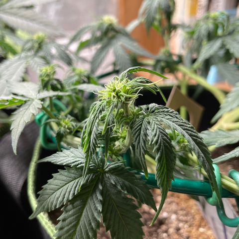 Auto Critical Orange Punch growlog timeline photo