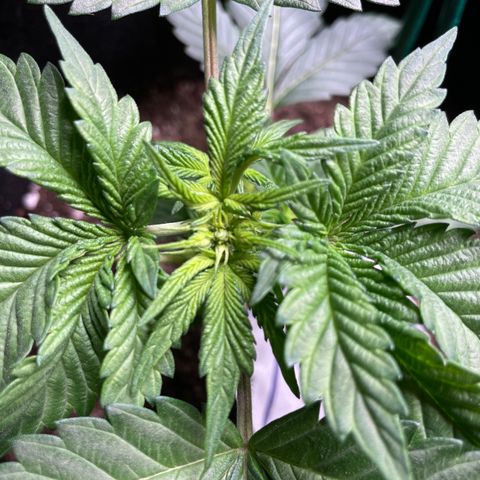 Creme de la Chem growlog timeline photo