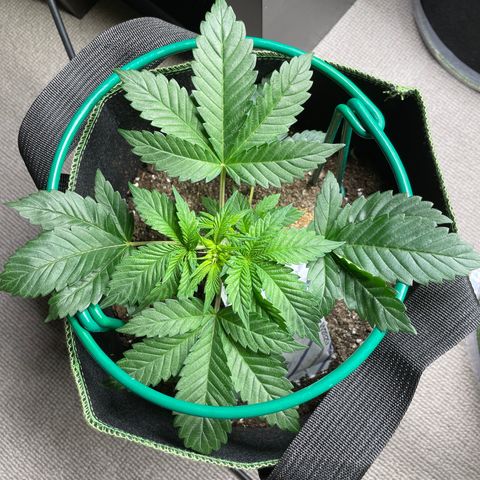 Creme de la Chem growlog timeline photo