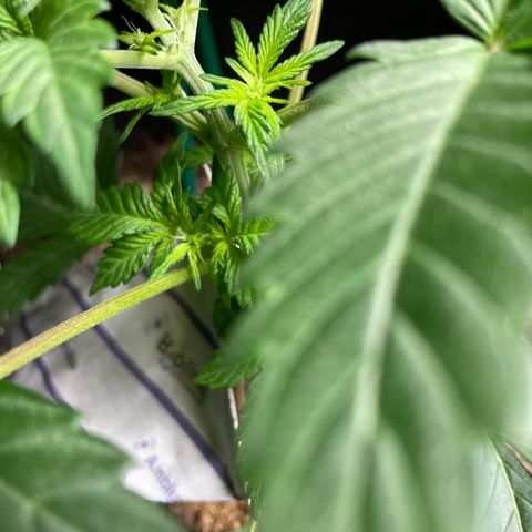 Creme de la Chem growlog timeline photo