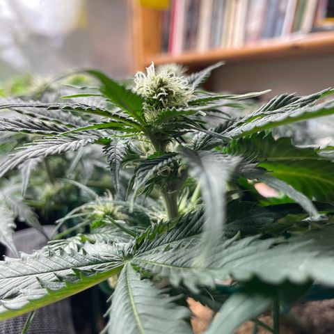 Auto Critical Orange Punch growlog timeline photo